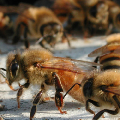 Colony Organization and Division of Labour